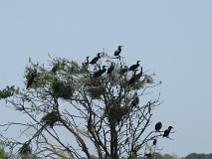 img_7376 Troupe de Cormorans dans leur arbre
