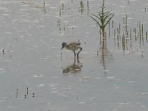 IMG_7937 Jeune Avocette �l�gante dans les marais