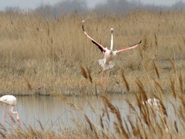 (30) Camargue