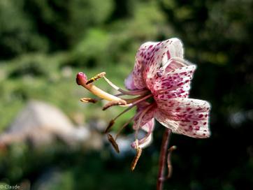 Vallee D Eyne Rando-nez fleur, organis�e par Transpyr66.com, guide C�dric Cette vall�e connue et pr�serv�e par les herboristes locaux...